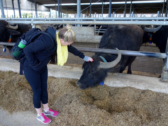 Paestum & Buffalo Cheese Factory