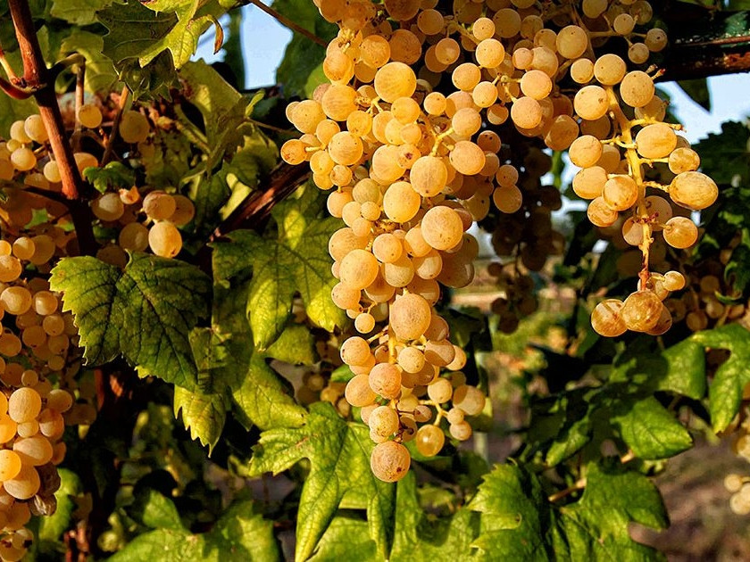 GOLDENTOURS INTERNATIONAL