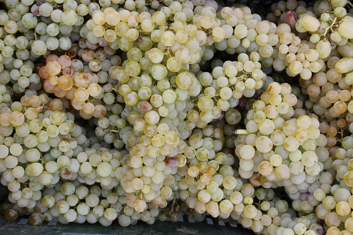 Vigneti alle pendici del Vesuvio in Campania
